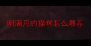 刚满月的猫咪怎么喂养
