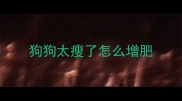 狗狗太瘦了怎么增肥