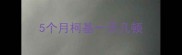 5个月柯基一天几顿