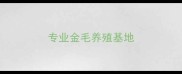 专业金毛养殖基地