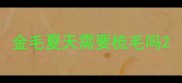 金毛夏天需要梳毛吗