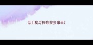 母土狗与拉布拉多串串