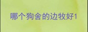 哪个狗舍的边牧好