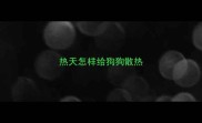 热天怎样给狗狗散热