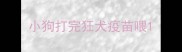 小狗打完狂犬疫苗喂