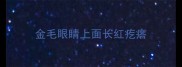 金毛眼睛上面长红疙瘩