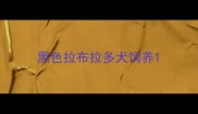 黑色拉布拉多犬饲养
