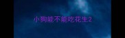 小狗能不能吃花生