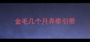 金毛几个月弄牵引带