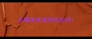 去哪里学宠物美容师