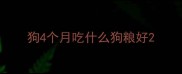 狗4个月吃什么狗粮好
