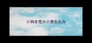 小狗老是大小便怎么办