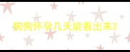 狗狗怀孕几天能看出来