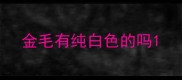 金毛有纯白色的吗