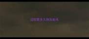 边牧要多久换完胎毛