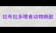 拉布拉多喂食动物肺脏