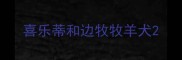 喜乐蒂和边牧牧羊犬