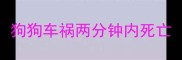 狗狗车祸两分钟内死亡