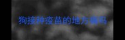 狗接种疫苗的地方痛吗