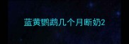 蓝黄鹦鹉几个月断奶