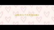 边牧犬几个月开始训练