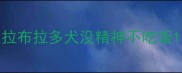 拉布拉多犬没精神不吃饭