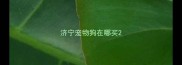 济宁宠物狗在哪买