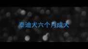 泰迪犬六个月成犬