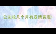 公边牧几个月有发情表现