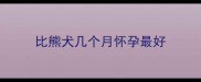 比熊犬几个月怀孕最好