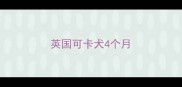 英国可卡犬4个月