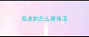 泰迪狗怎么量体温