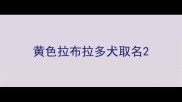 黄色拉布拉多犬取名