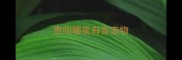 贵阳哪里有卖宠物