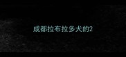 成都拉布拉多犬的