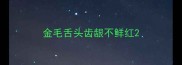 金毛舌头齿龈不鲜红