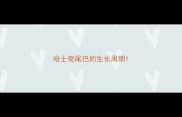 哈士奇尾巴的生长周期