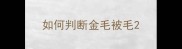 如何判断金毛被毛