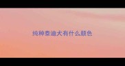 纯种泰迪犬有什么颜色