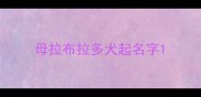 母拉布拉多犬起名字
