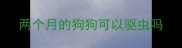 两个月的狗狗可以驱虫吗