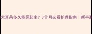 金毛幼犬耳朵多久能竖起来3个月必看护理指南新手避坑干货