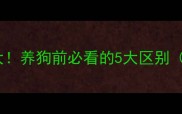 边牧VS澳牧大养狗前必看的5大区别附选犬指南