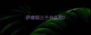 萨摩耶三个月品相