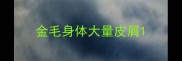 金毛身体大量皮屑