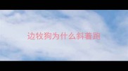 边牧狗为什么斜着跑