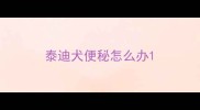 泰迪犬便秘怎么办