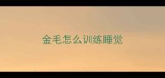 金毛怎么训练睡觉