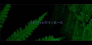 买条小哈士奇多少钱一条