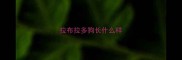 拉布拉多狗长什么样